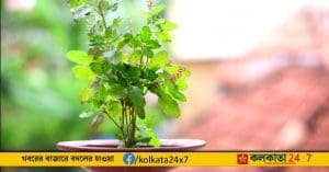 tulsi plant