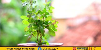 tulsi plant