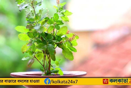 tulsi plant