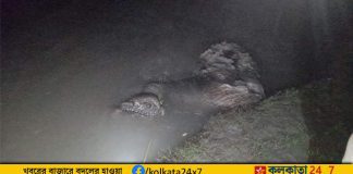 Elephant body parts found again in Alipurduar