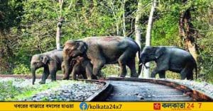 আলিপুরদুয়ারের (Alipurduar) দলগাওঁ থেকে ডলোমাইট বোঝাই মালগাড়ি ডুয়ার্সের জঙ্গলপথের লাইন ধরে শিলিগুড়ির যাচ্ছিল। বুধবার গভীর রাতে ঘটে দুর্ঘটনা