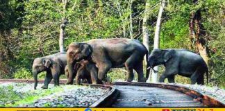 আলিপুরদুয়ারের (Alipurduar) দলগাওঁ থেকে ডলোমাইট বোঝাই মালগাড়ি ডুয়ার্সের জঙ্গলপথের লাইন ধরে শিলিগুড়ির যাচ্ছিল। বুধবার গভীর রাতে ঘটে দুর্ঘটনা