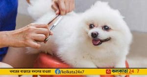 Groom your pet dog