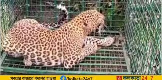 Leopard Caged in Jalpaiguri