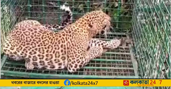 Leopard Caged in Jalpaiguri