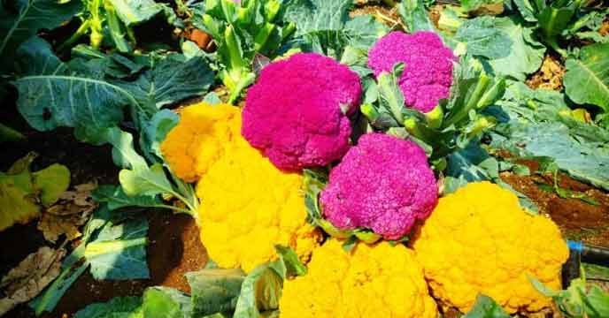 Cultivating Colorful Cauliflower
