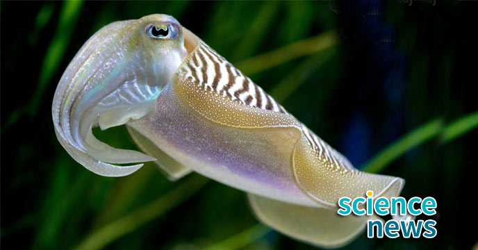 Cuttlefish Memory