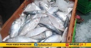 Hilsa Amid Open Looting in Kakdwip