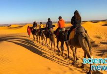 Environment: সাহারা মরুভূমি এক সময় সবুজে ভরা ছিল Sahara Desert's Green Transformation: A New Study Explores When and How