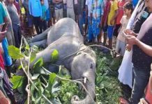 Alipurduar: বিদ্যুতের শক দিয়ে ফালাকাটায় ‘খুন’ হাতি