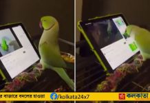 Anand Mahindra: মোবাইলে মগ্ন টিয়া! আনন্দ মাহিন্দ্রার বিশ্লেষণ বিপদটা বুঝুন