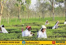 North Bengal Tea Garden Workers To Get Puja Bonus, Festive Relief Ahead