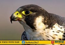 আরবের বাজপাখি কত লাখ দাম জানেন? শেখের দল মুড়ি মুড়কির মতো কেনে