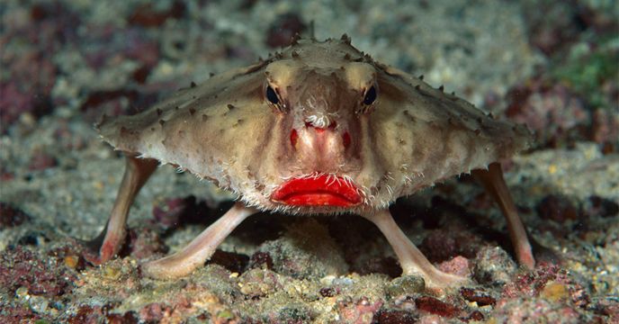 Red lipped batfish