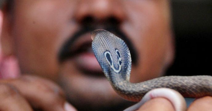 Snake Venom: সাপের বিষে মারাত্মক নেশা, দেশে বাড়ছে এমন নেশাড়ু