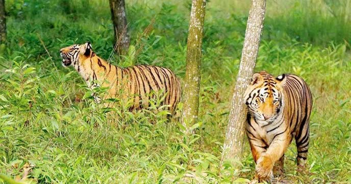 Sundarbans' tiger census