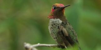 Surakav Bird Changes Color Every Second