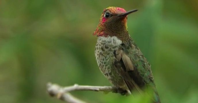 Surakav Bird Changes Color Every Second