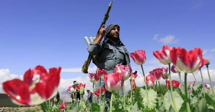Afghanistan: তালিবান হুমকি পোস্ত চাষ করলেই গলা কাটব, আফিং নেশার ব্যবসায় লোকসান