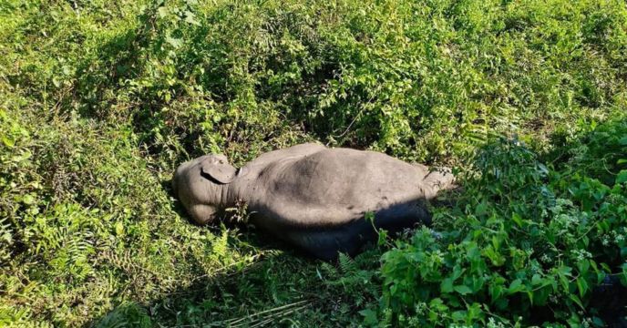 Elephant death in dooars