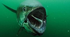 Bluefin Tuna
