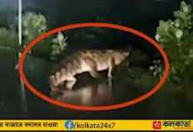 Crocodile, Cyclone Michaung impact