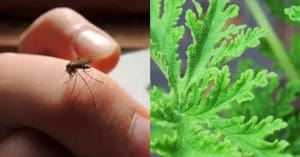 Mosquito Repellent Plants
