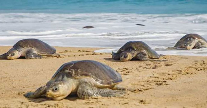 Olive Ridley Sea Turtles