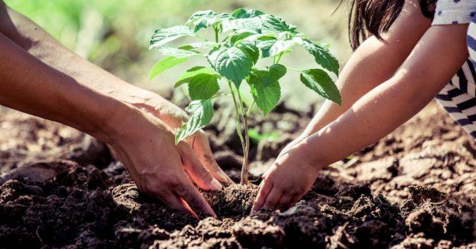 Filipino Law Requires Every Student To Plant 10 Trees