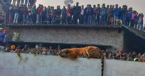 Tiger in Philbhit UP