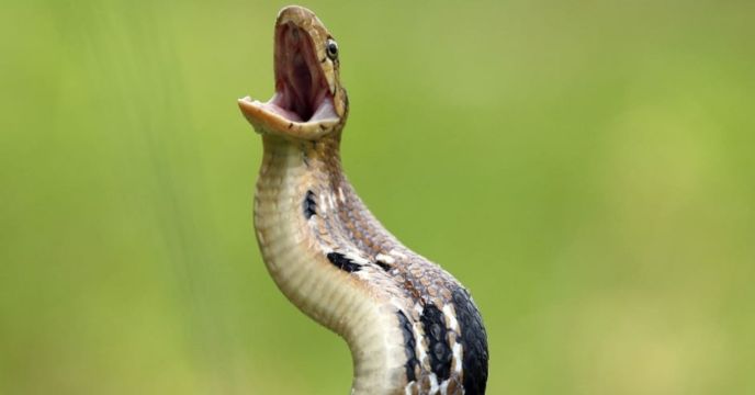 Copper Headed Trinket Snake