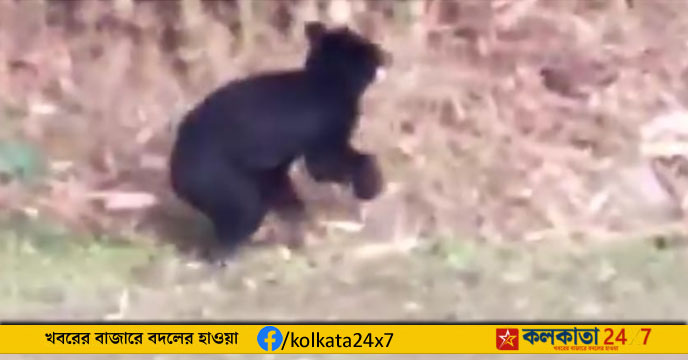 bear in Alipurduar