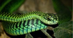 boomslang