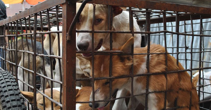 Dogs caged for their meat