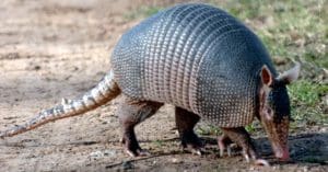 Armadillo