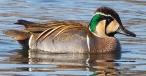 Baikal Teal Duck