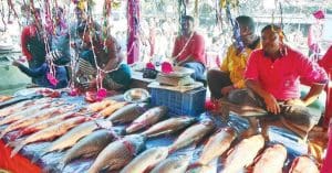 Bengal Excels in Fisheries, But Registration Portal Remains a Key Concern