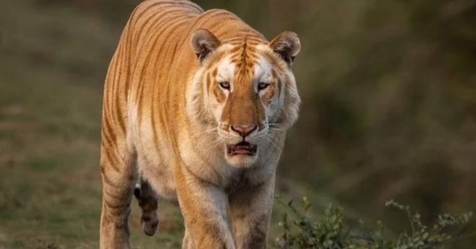Golden Tiger spotted at Kaziranga National Park