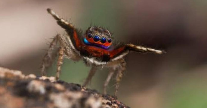 Jumping Spider discovered in Meghalaya tea garden