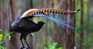 Lyrebird
