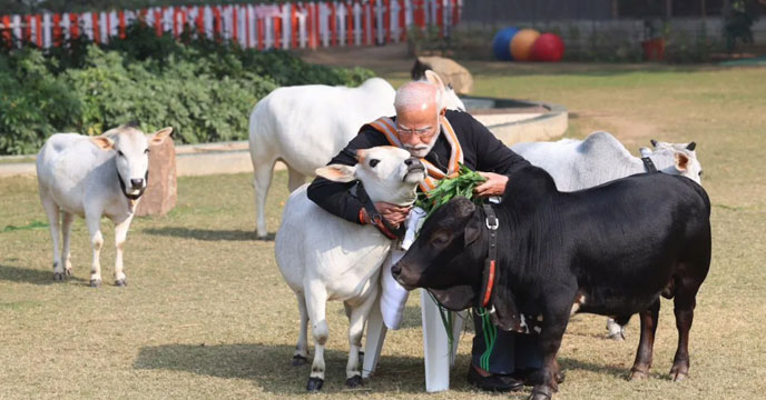 PM Modi feeds cows on Makar Sankranti