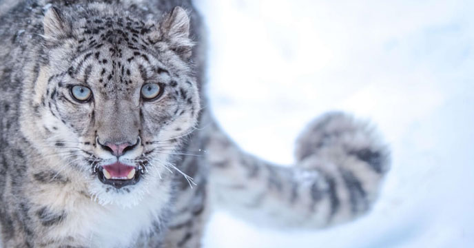 Snow leopard population increases to 741