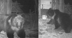 Tibetan Brown Bear