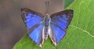 rare Blue-colored butterfly discovered