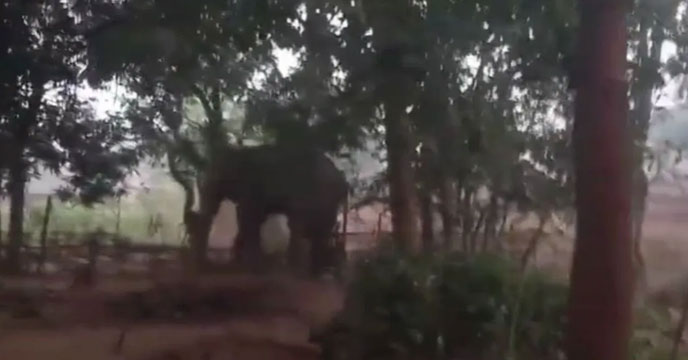 elephant attack in Jhargram