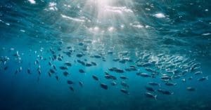 Beneath the sea