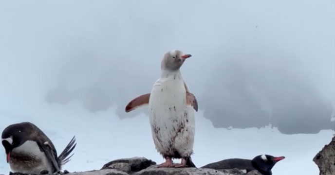 Gentoo penguin spotted in Antarctica