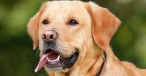 Dog Health Tips