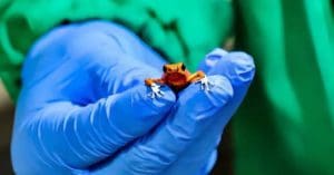Poisonous Dart Frog