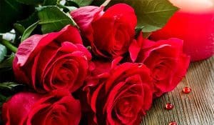 Happy Rose Day